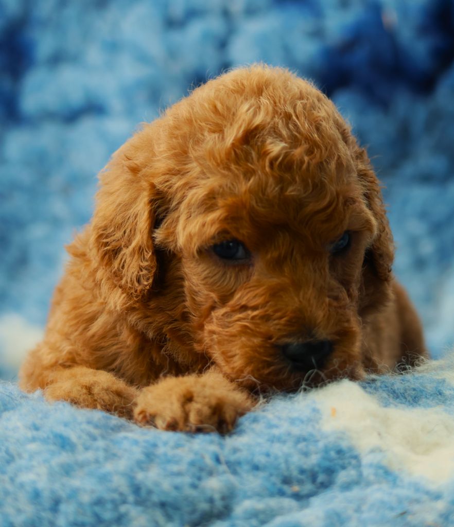 Fabien de jye - Chiots disponibles - Caniche