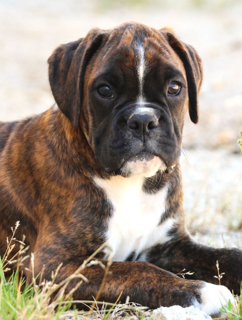 Fabien de jye - Chiots disponibles - Boxer