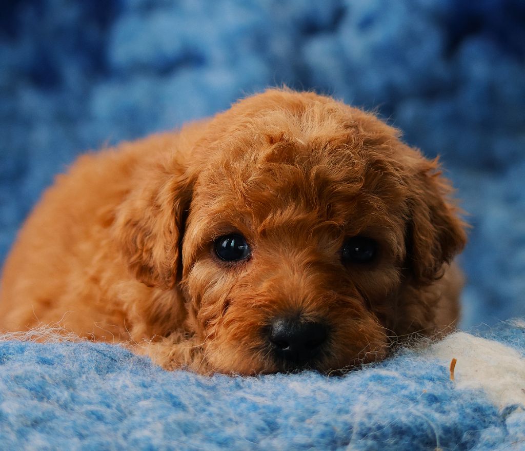 Fabien de jye - Chiots disponibles - Caniche