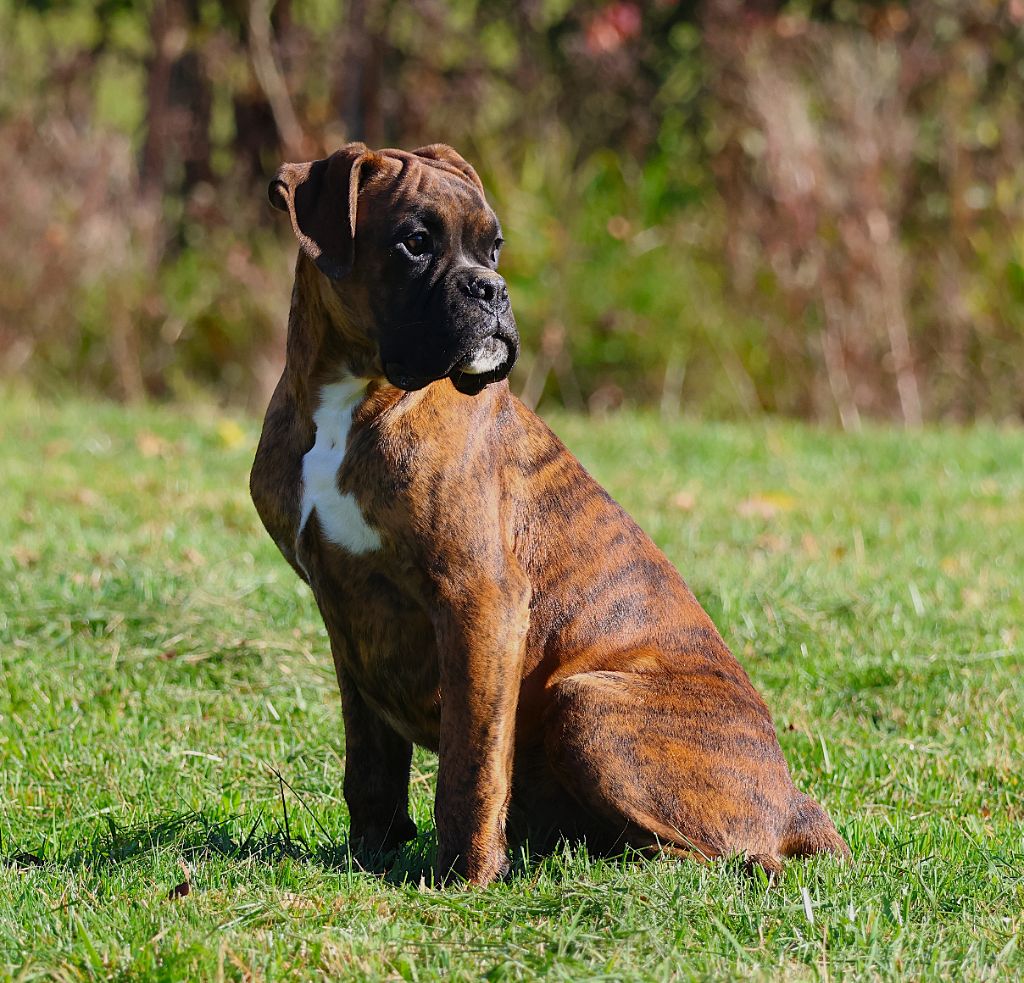 Fabien de jye - Chiots disponibles - Boxer