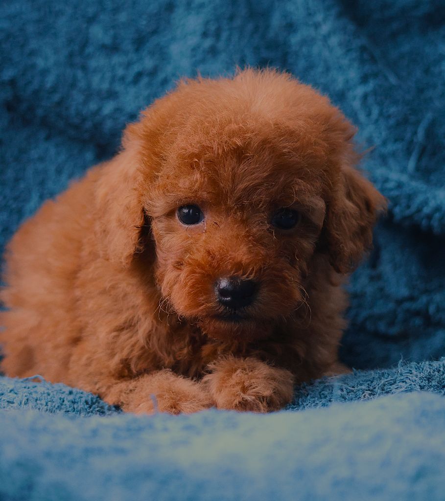 Fabien de jye - Chiots disponibles - Caniche