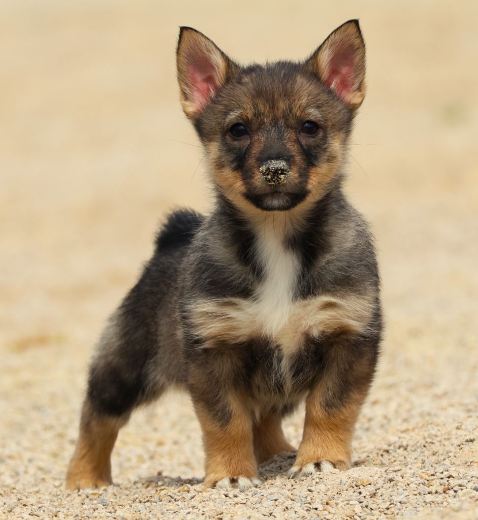 Fabien de jye - Chiots disponibles - Spitz des Visigoths