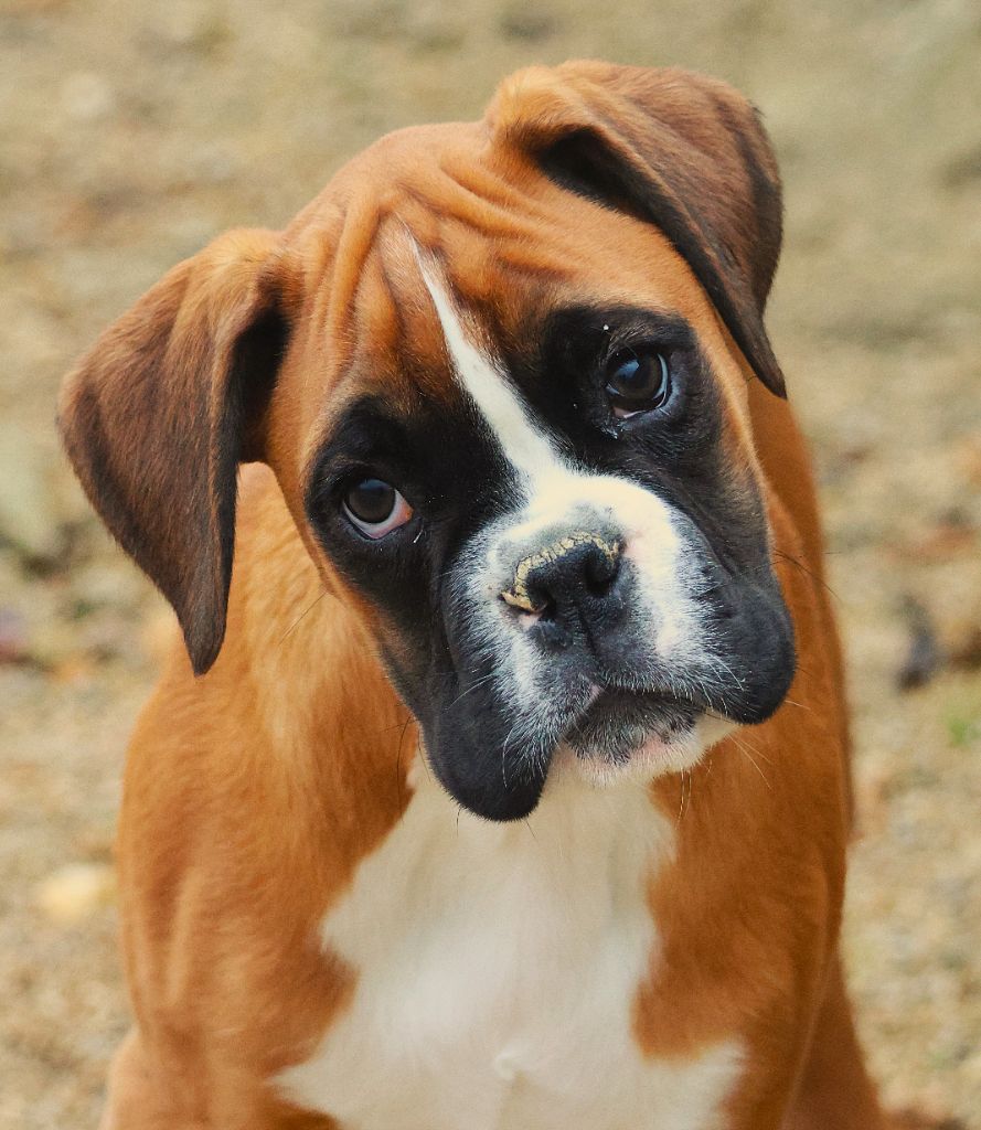 Fabien de jye - Chiots disponibles - Boxer