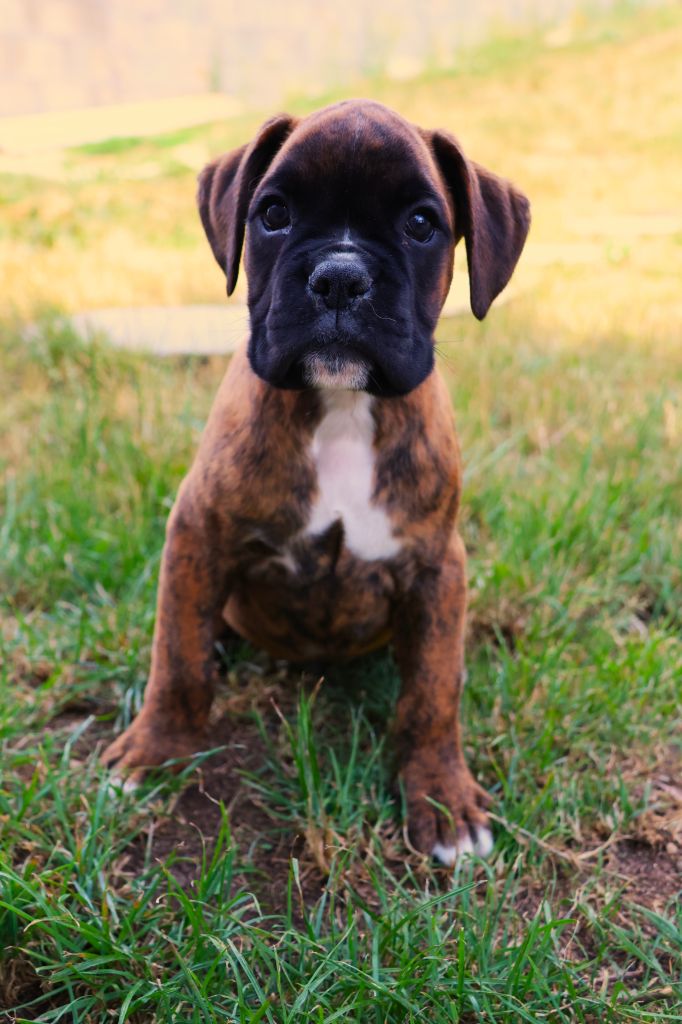 Fabien de jye - Chiots disponibles - Boxer