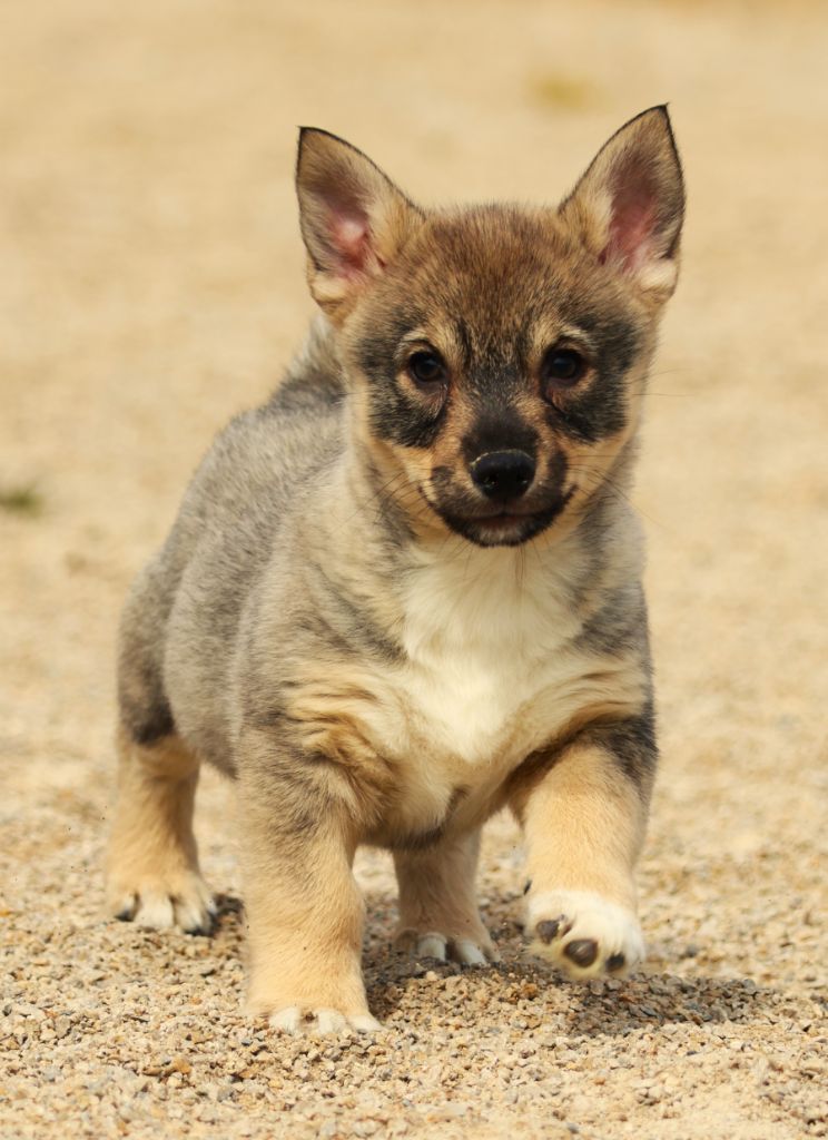 Fabien de jye - Chiots disponibles - Spitz des Visigoths
