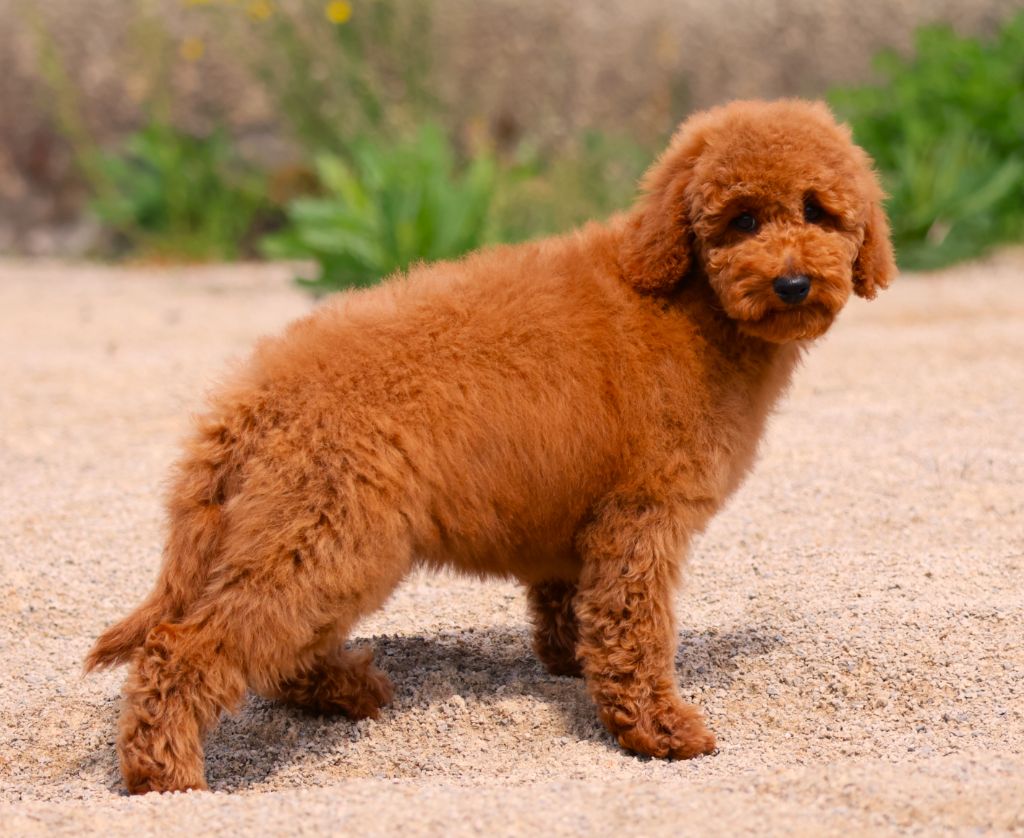 Fabien de jye - Chiots disponibles - Caniche