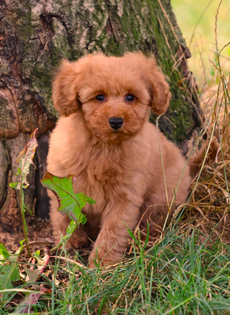 Fabien de jye - Chiots disponibles - Caniche