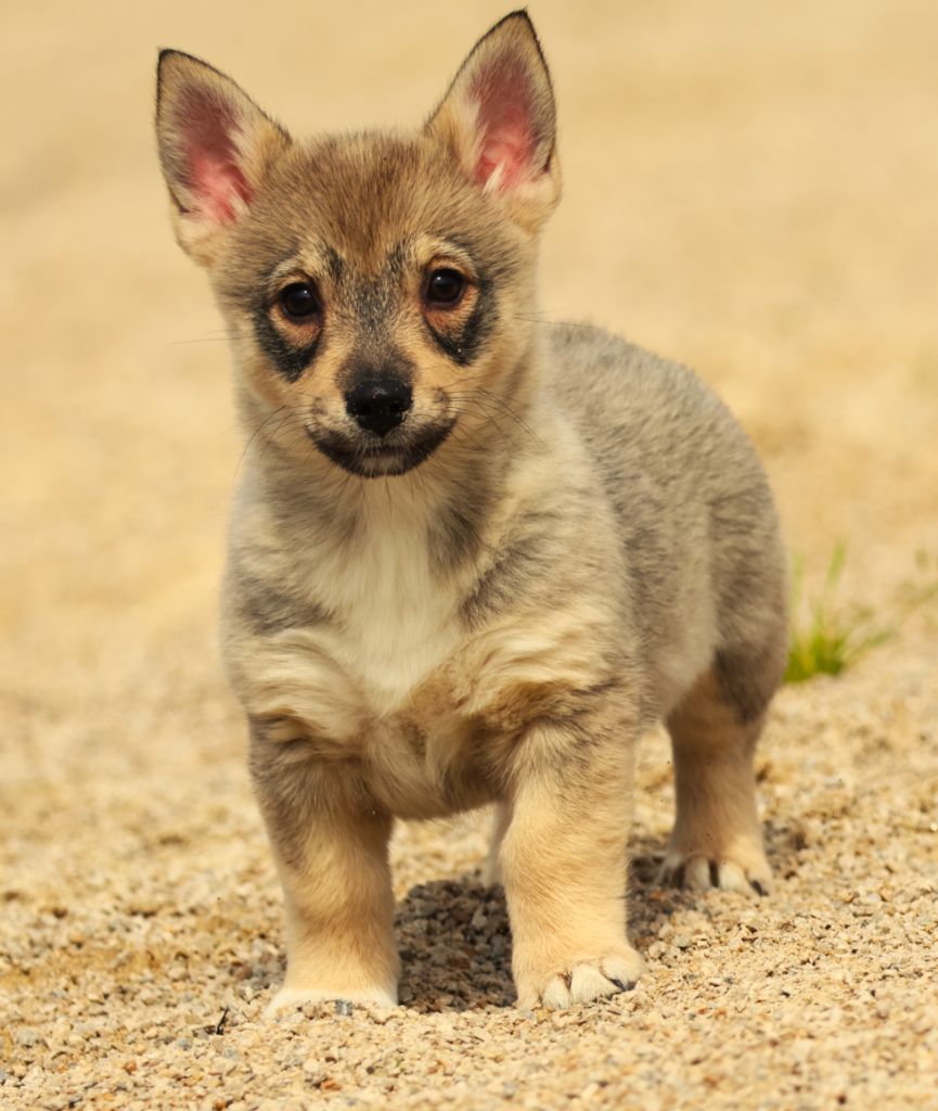 Fabien de jye - Chiots disponibles - Spitz des Visigoths