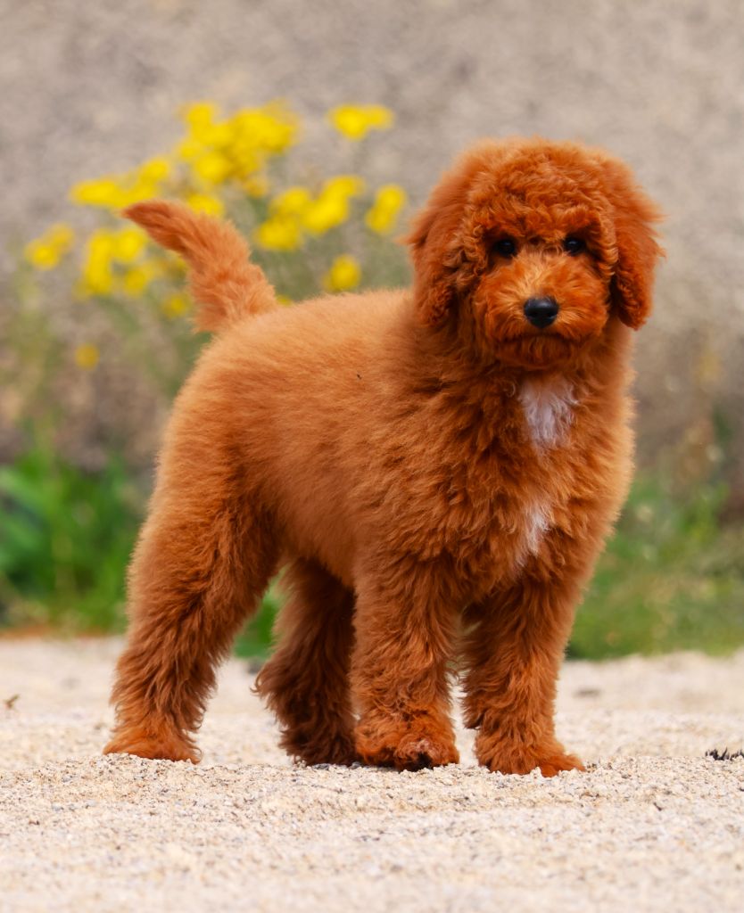 Fabien de jye - Chiots disponibles - Caniche