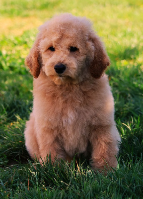 CHIOT GRAND CANICHE FAUVE