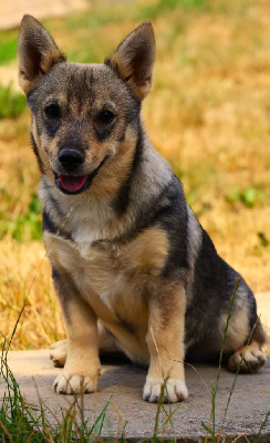 CHIOT QUEUE LONGUE