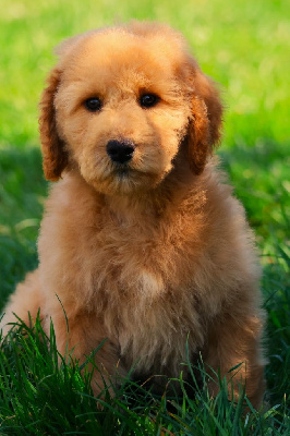 CHIOT GRAND CANICHE FAUVE