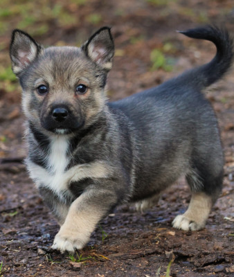 CHIOT FEMELLE QUEUE LONGUE