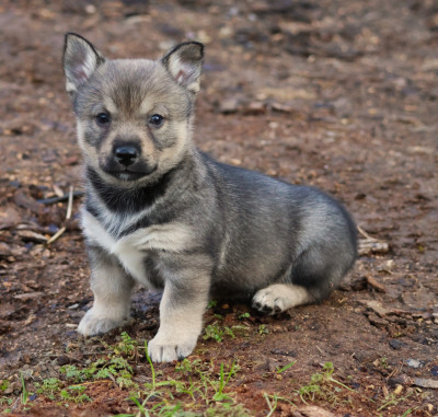 CHIOT MALE QUEUE COURTE