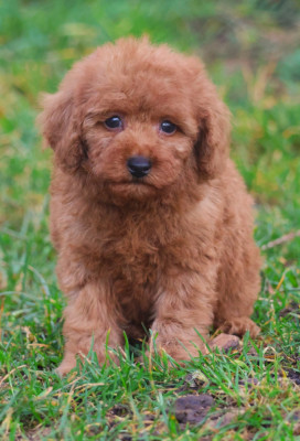 CHIOT CANICHE NAIN FAUVE