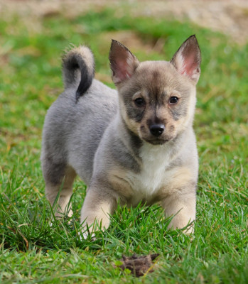 CHIOT FEMELLE QUEUE LONGUE