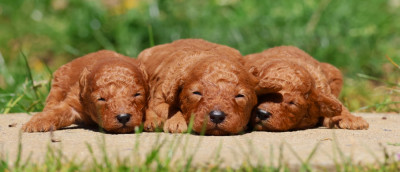 CHIOT NAIN FAUVE MALE