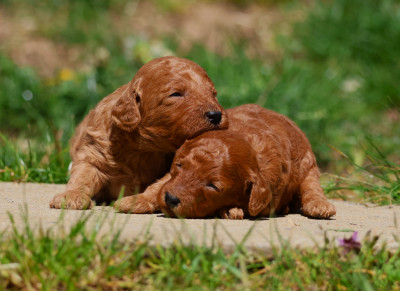 CHIOT NAIN FEMELLE FAUVE