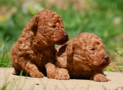 CHIOT NAIN FEMELLE FAUVE