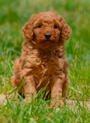 CHIOT NAIN FEMELLE FAUVE