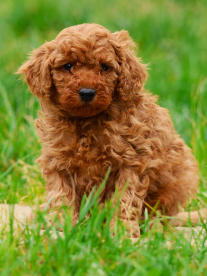 CHIOT NAIN MALE FAUVE