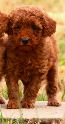 CHIOT NAIN FAUVE FEMELLE