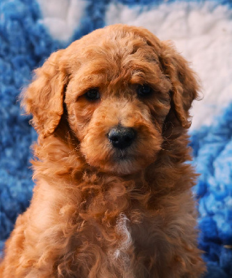 CHIOT GRAND CANICHE FAUVE