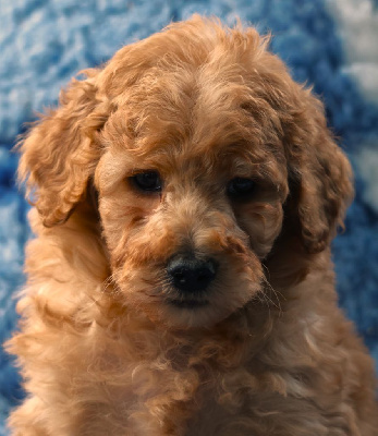 CHIOT GRAND CANICHE FAUVE