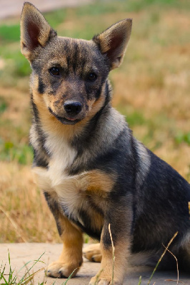 CHIOT QUEUE ANOUR