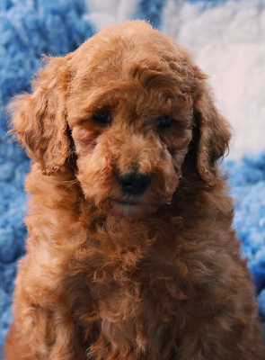 CHIOT GRAND CANICHE FAUVE