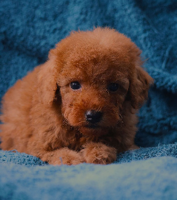 CHIOT CANICHE NAIN FAUVE