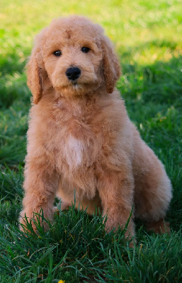 CHIOT GRAND CANICHE FAUVE
