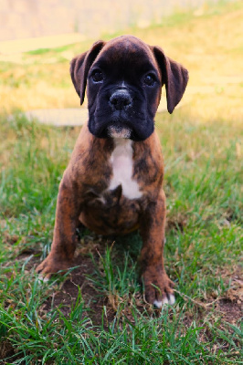 CHIOT MALE BRINGE