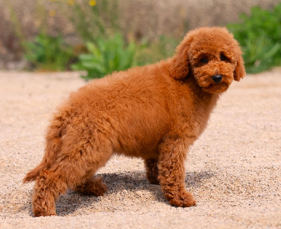 CHIOT MOYEN CANICHE FAUVE