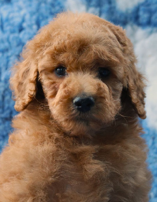 CHIOT GRAND CANICHE FAUVE