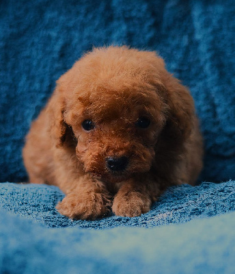 CHIOT CANICHE TOY FAUVE