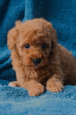 CHIOT CANICHE NAIN FAUVE