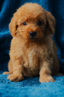 CHIOT CANICHE NAIN FAUVE