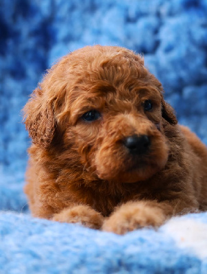 CHIOT GRAND CANICHE FAUVE
