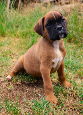 CHIOT MALE FAUVE