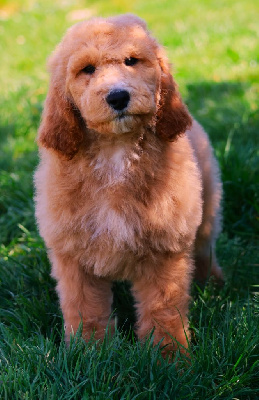 CHIOT GRAND CANICHE FAUVE