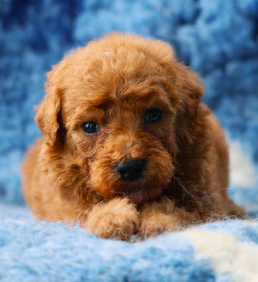 CHIOT GRAND CANICHE FAUVE
