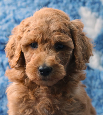 CHIOT GRAND CANICHE FAUVE