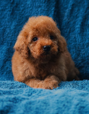 CHIOT CANICHE NAIN FAUVE