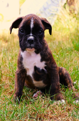 CHIOT MALE BRINGE