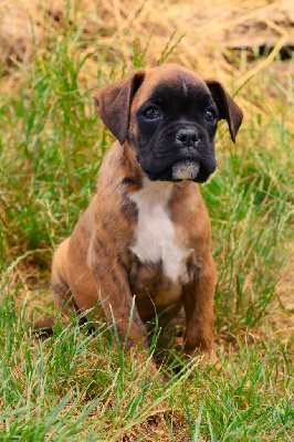 CHIOT MALE BRINGE