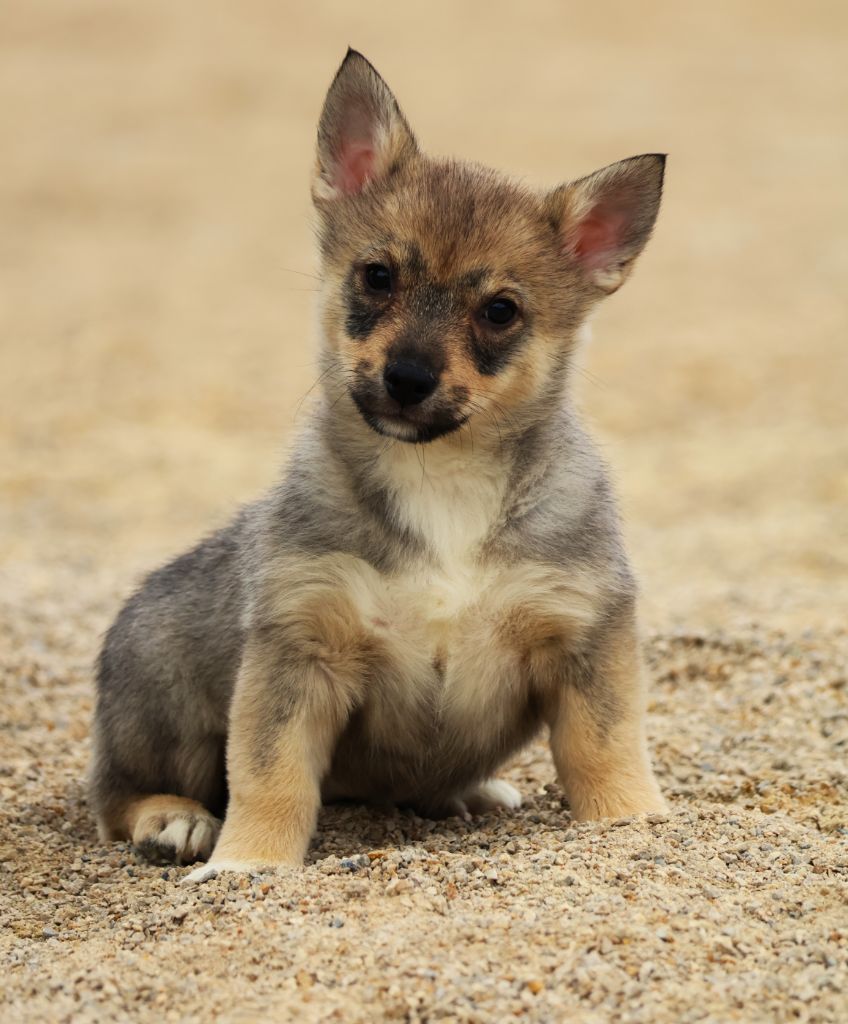Fabien de jye - Chiots disponibles - Spitz des Visigoths