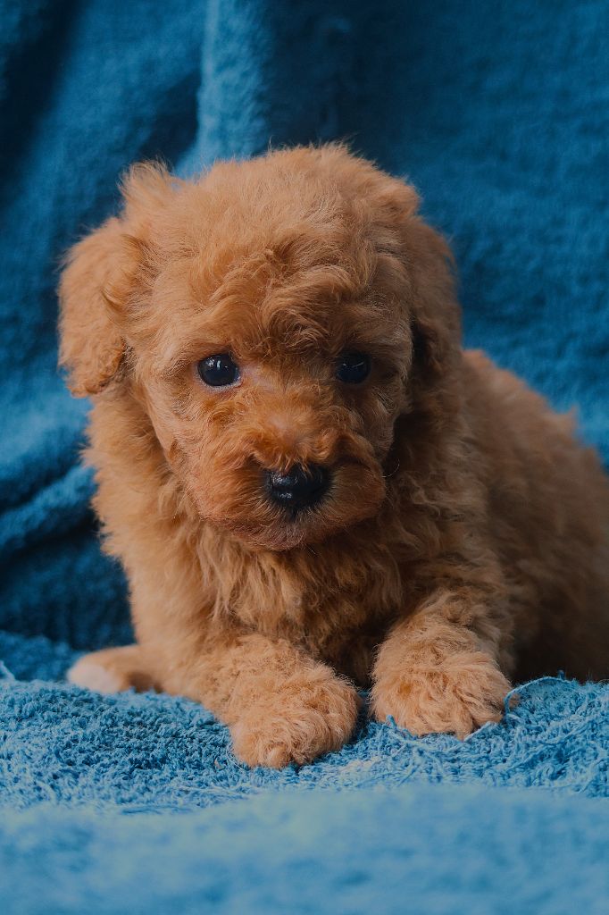 Fabien de jye - Chiots disponibles - Caniche