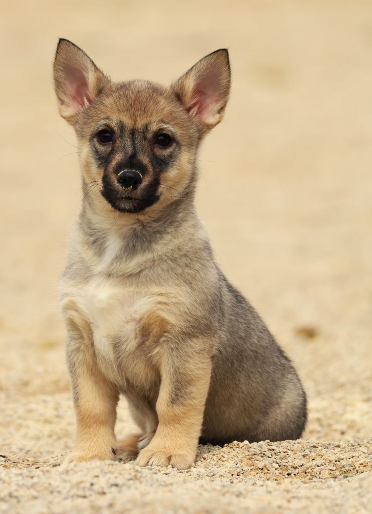 Fabien de jye - Chiots disponibles - Spitz des Visigoths