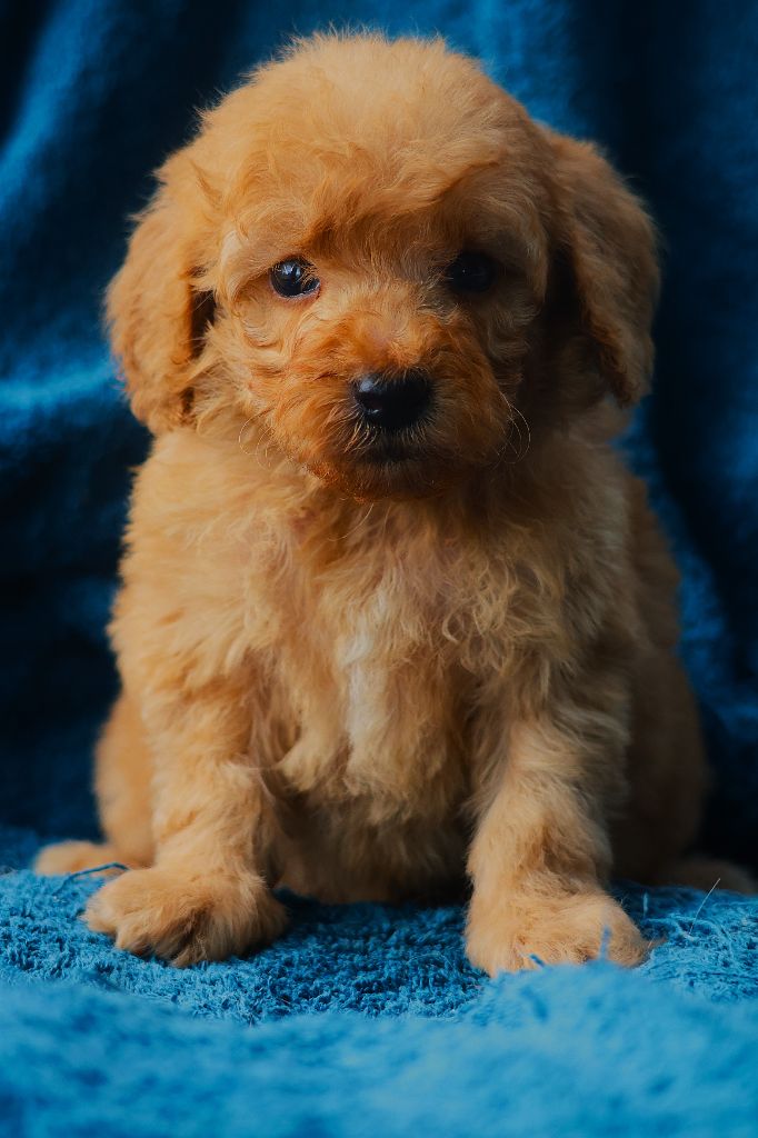 Fabien de jye - Chiots disponibles - Caniche